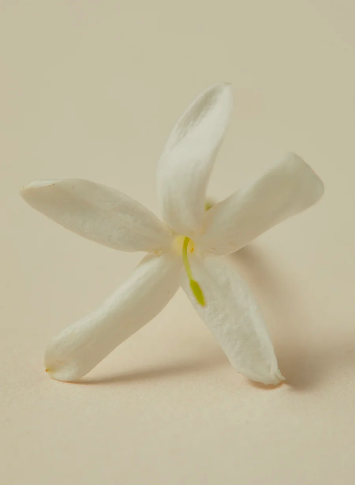 Rumi Scented Oil 30ml