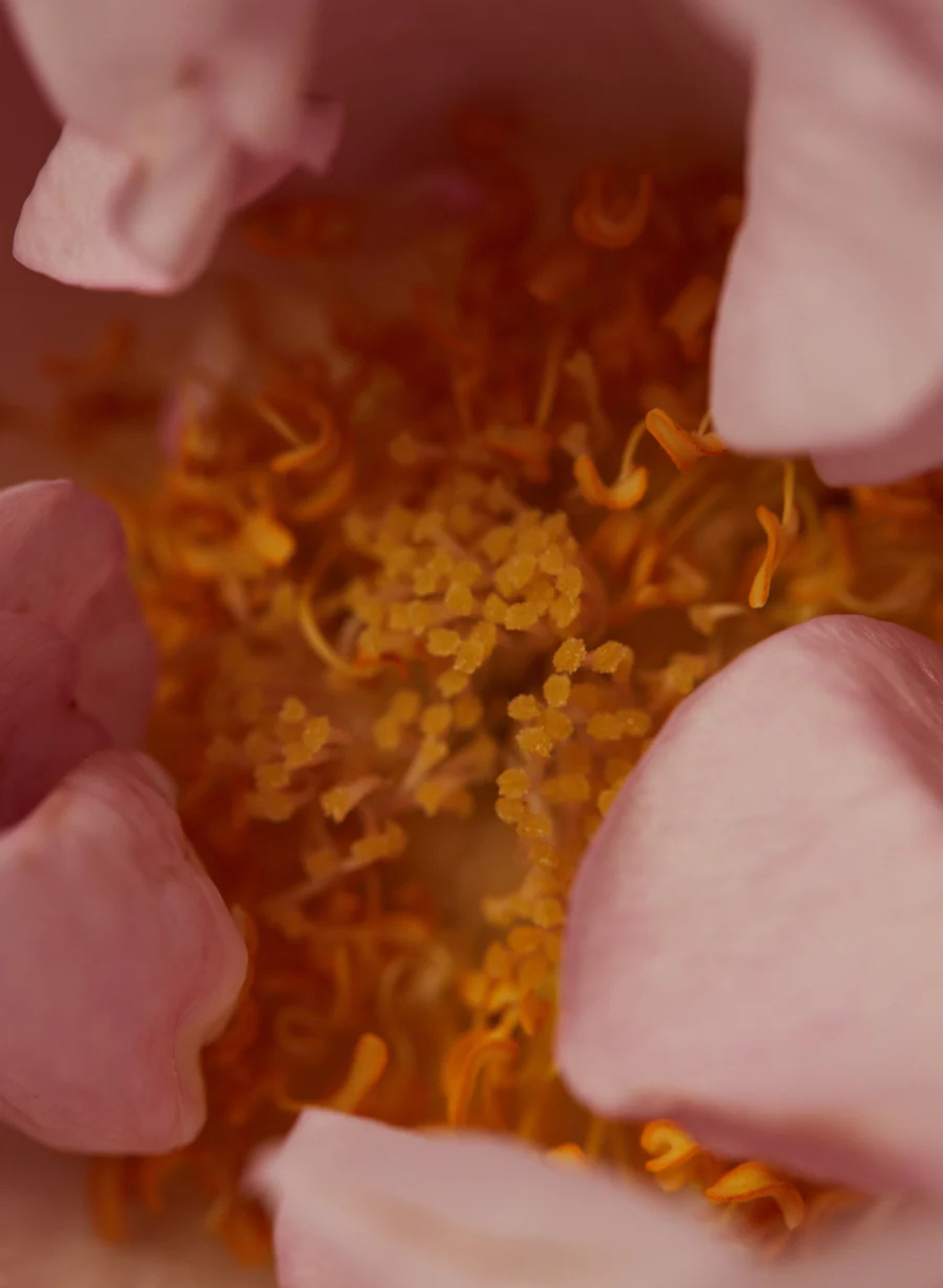 Souq Perfume Oil | 30ml