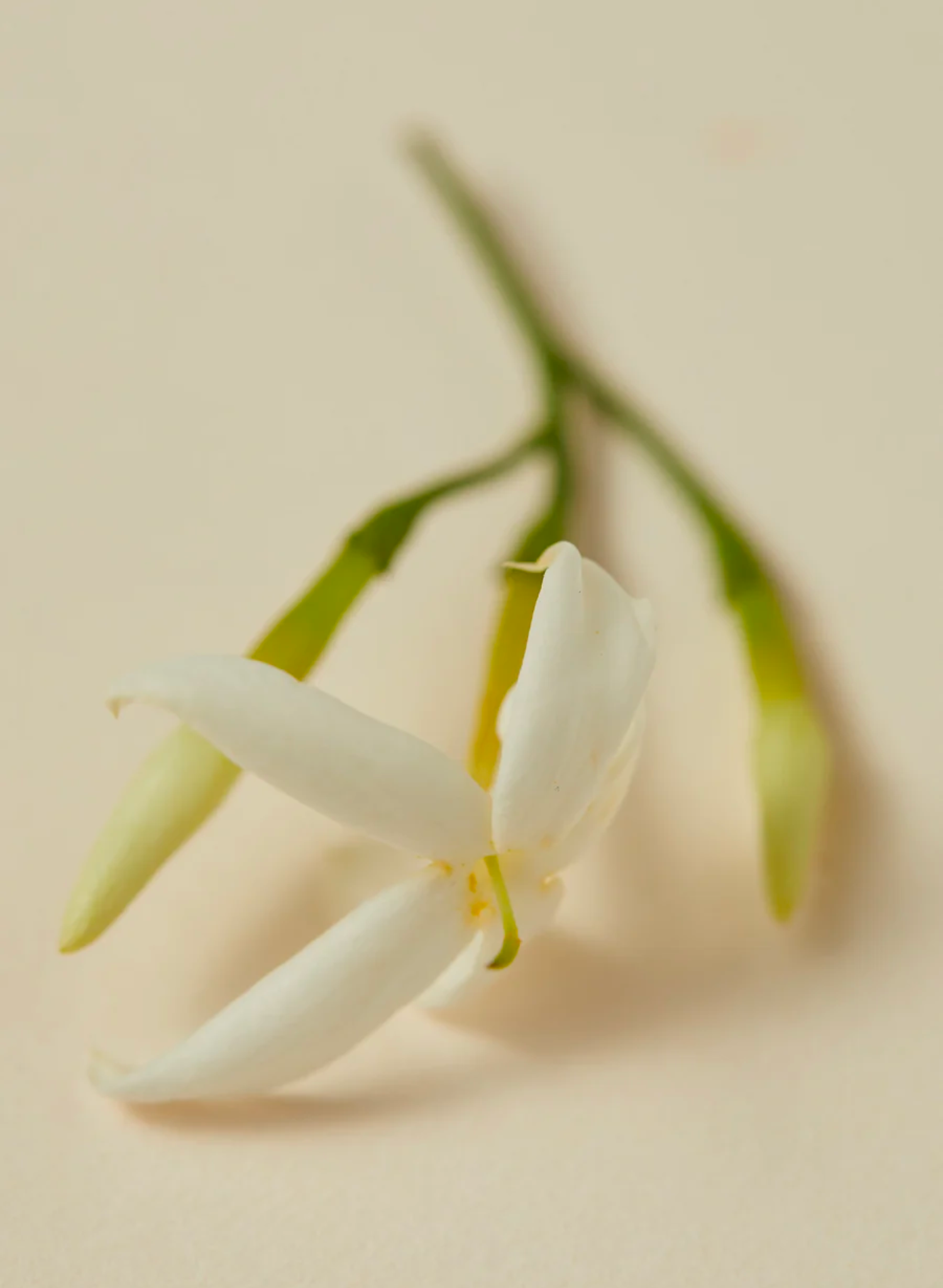 Notes of jasmine and neroli, known for their uplifting properties, are blended with frankincense, which is believed in spiritual practices to strengthen both intuition and spiritual connection. A beautifying, rejuvenating and soothing oil for skin.