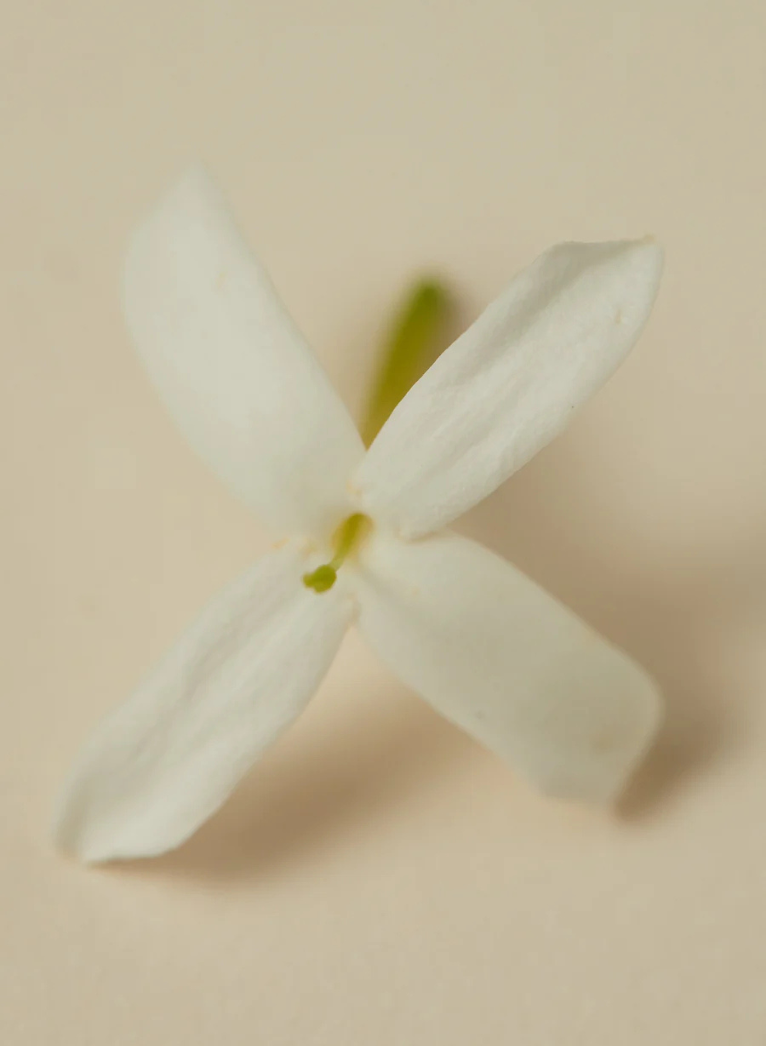 Souq Perfume Oil | 30ml